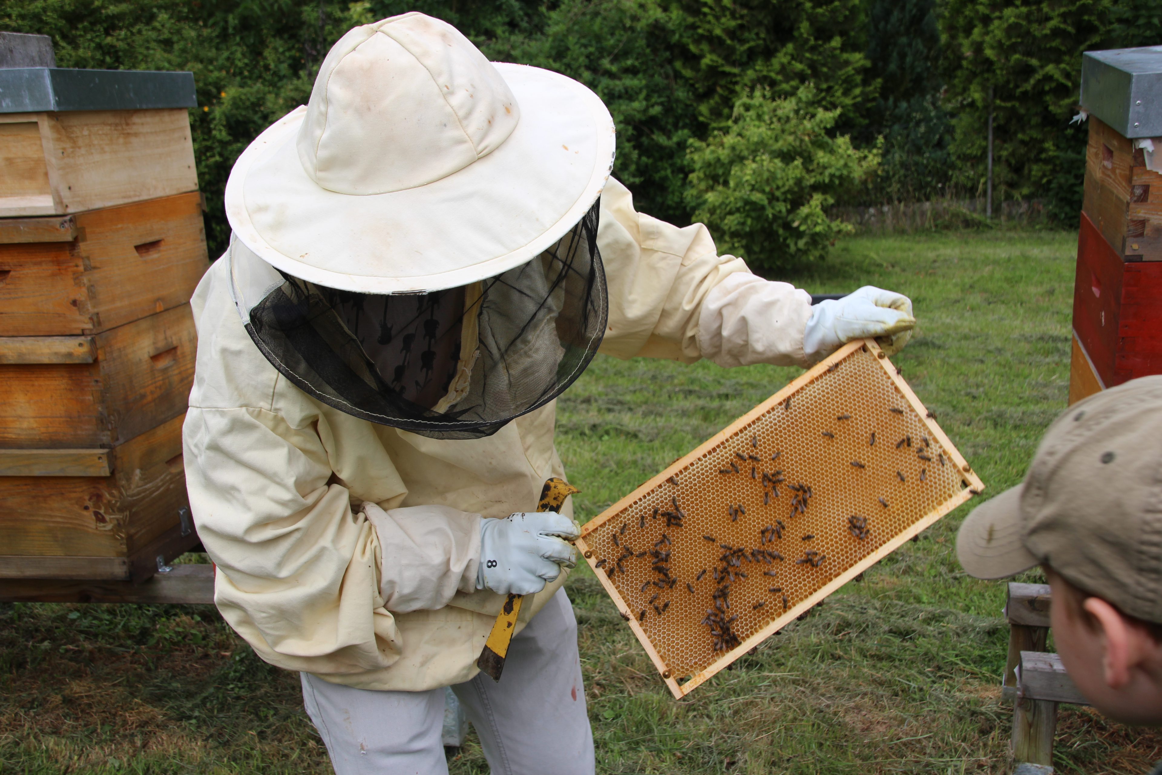 Bienen, Wolkenkratzer und viel Sonne